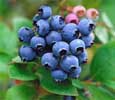 frambuesa, mora, arandano, frutos del bosque, frutos rojos, frutas congeladas,impex soluciones, impex, raspberry, blackberry, berries, blueberry, strawberry, frozen berries