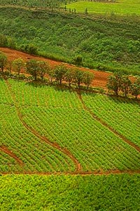 venta, campos, estancias, ganado, ganaderia, forestales, forestal, negocios inmobiliarios, negocios rurales, estancias, estancias argentinas, campos, negocios inmobiliarios, inmobiliaria rural, hacienda, consignataria, servicios agropecuarios, farming business, real estate, rural real estate, agricultural business, cattle, agriservices, ranches, farms, agriservices, land value, agricultural projects, land, Campos, estancias, tierras, chacras, agricultura, ganader&iacute;a, hect&aacute;reas, compa&ntilde;&iacute;a, Argentina, tierras Argentinas, arrendamientos, tasaciones, divisiones, inmobiliaria rural, compra-venta de campos, sector agropecuario, propiedades, compa&ntilde;&iacute;a de tierras, pampa, patagonia, soja, caza, pesca, ma&iacute;z, trigo, girasol, Land in argentina, farm, ranches for sale, rural estate, agricultural business, value of land, real estate, framing, cattle, pampa, Patagonia,Argentina, land lease, estancia, shooting, fishing, wheat, corn, maize, soy beans, beef, sunflower